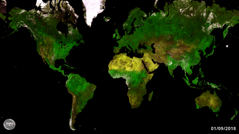global vegetation